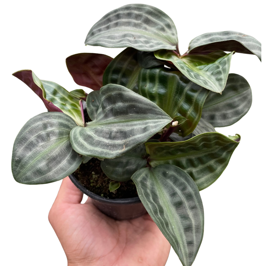 Geogenanthus 'Seersucker'-4" Pot