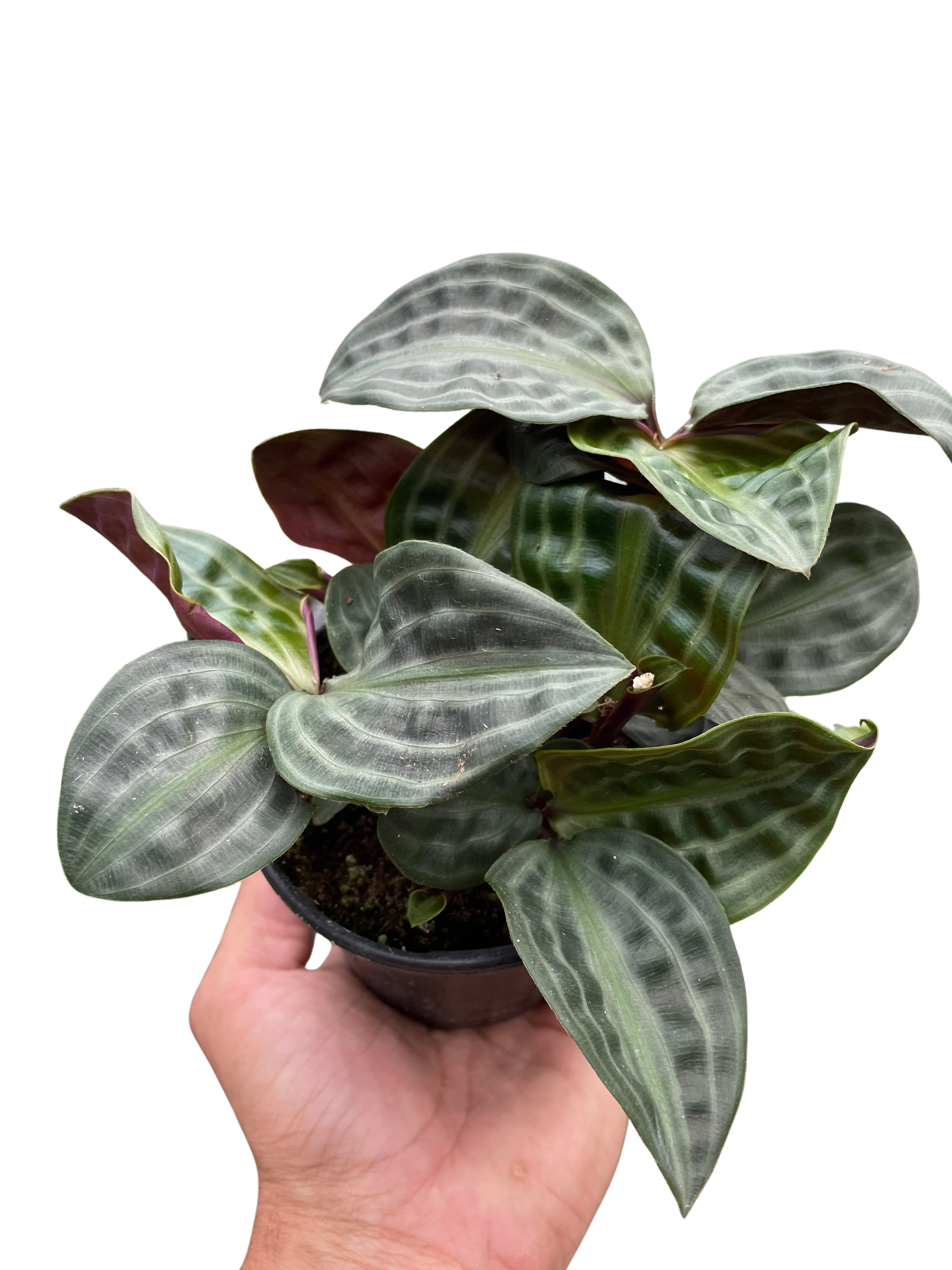 Geogenanthus 'Seersucker'-4" Pot